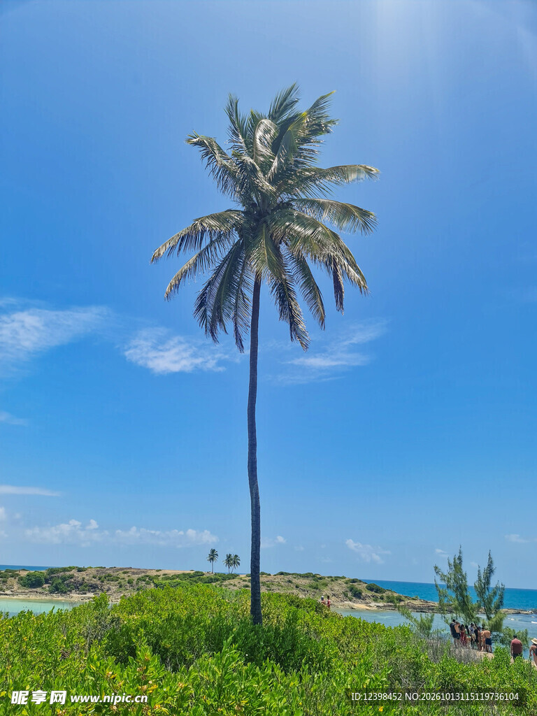 海边椰树