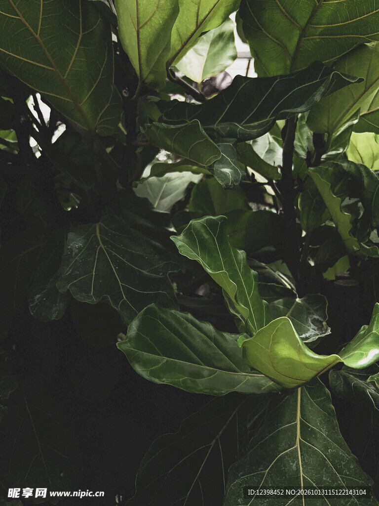 水珠叶片