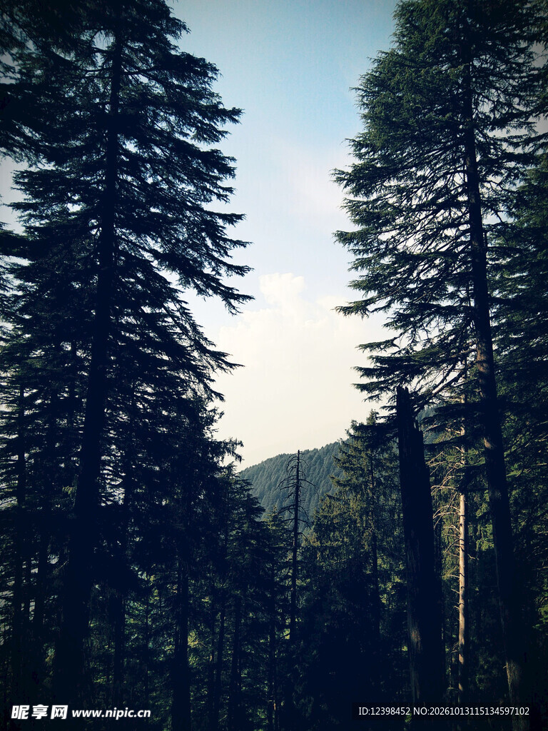 松间远眺