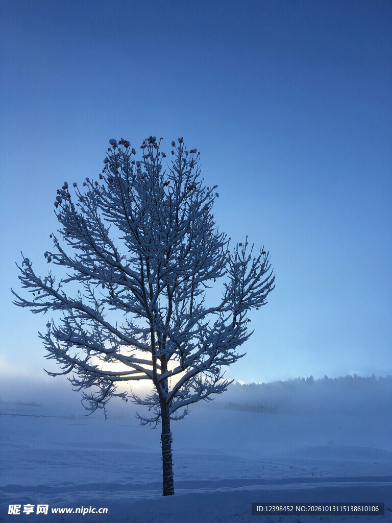雪原孤树