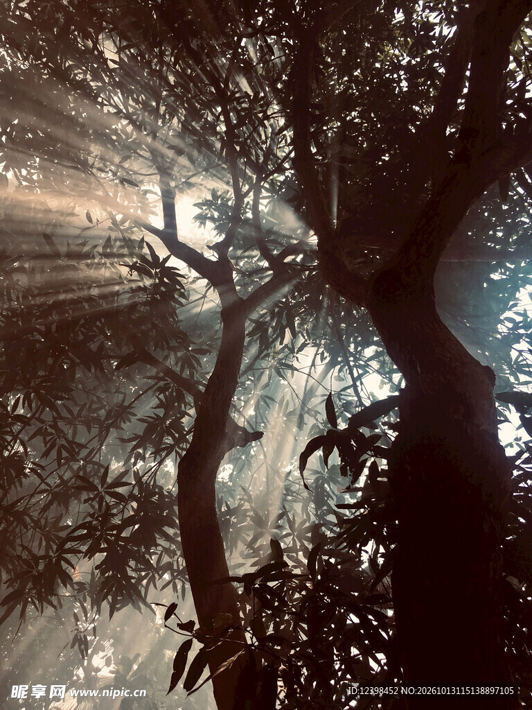 林间晨光