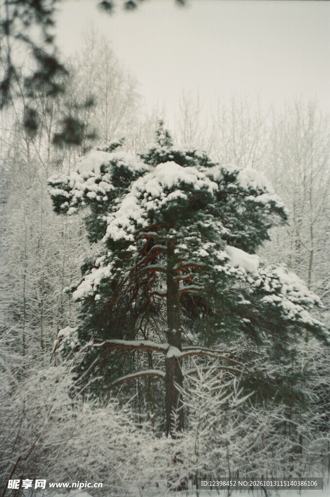 雪覆青松