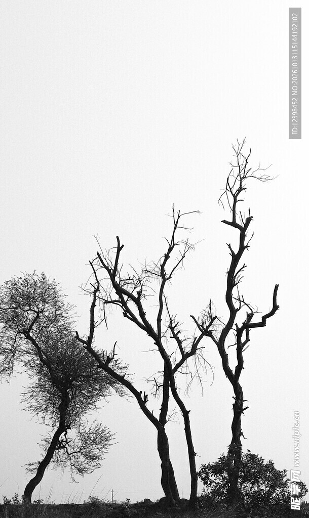 水墨枯树