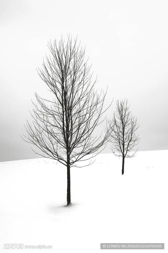 雪地秃树