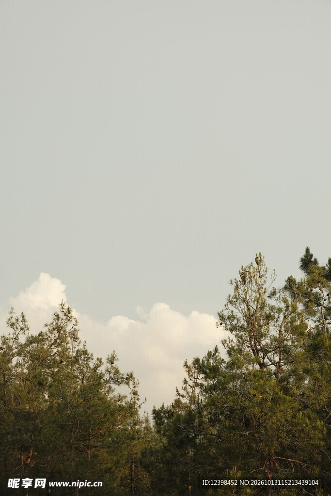 林梢天空