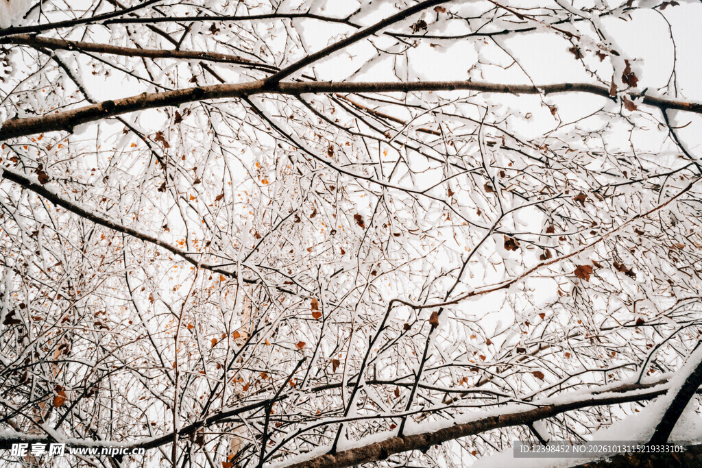 雪后枝桠