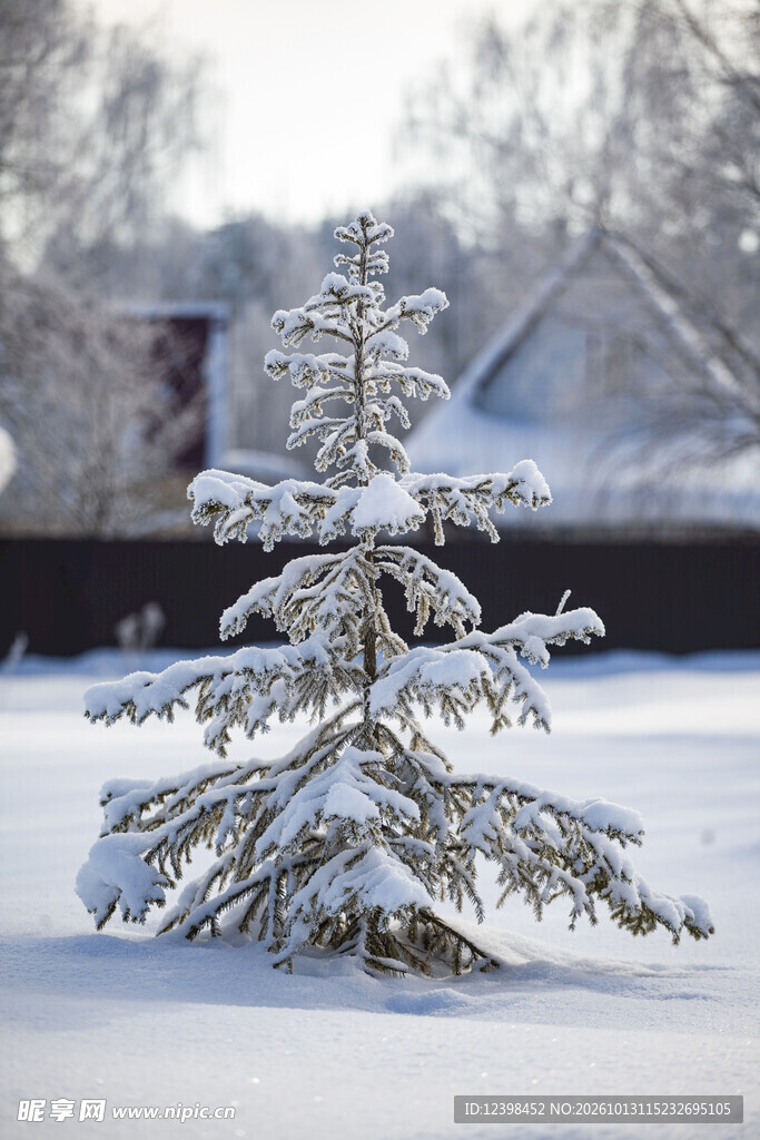 雪中松树