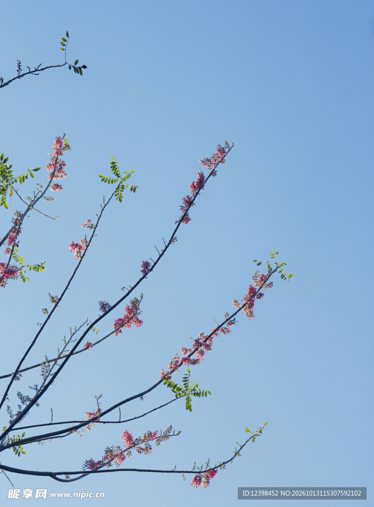 春日花枝