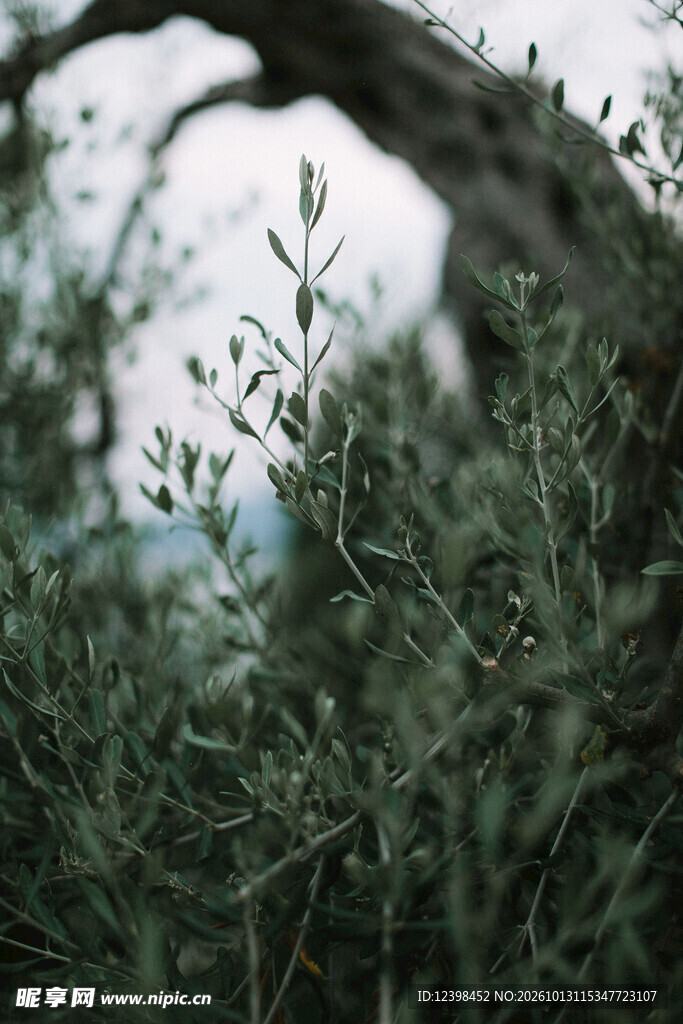 山林植被