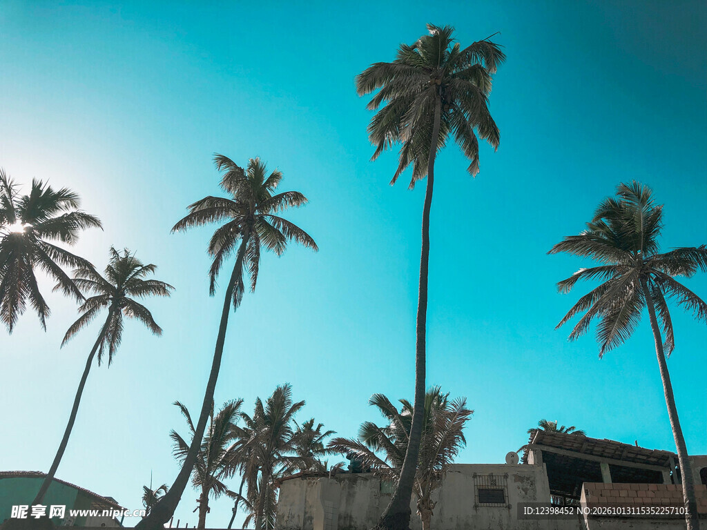 椰树剪影