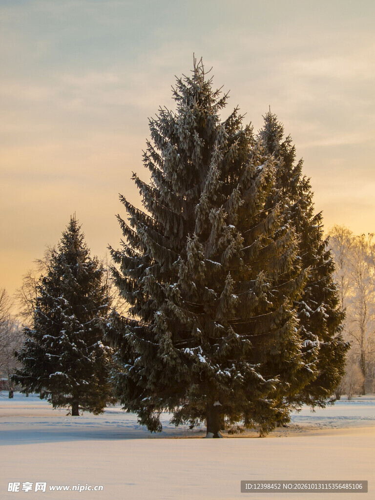 雪中青松