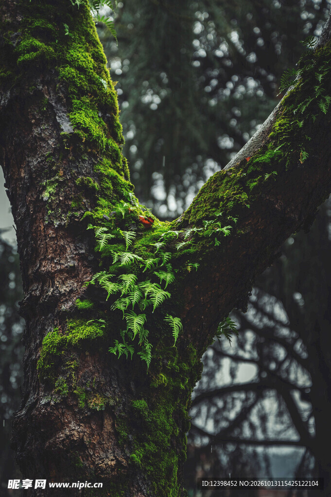 雨窗绿植