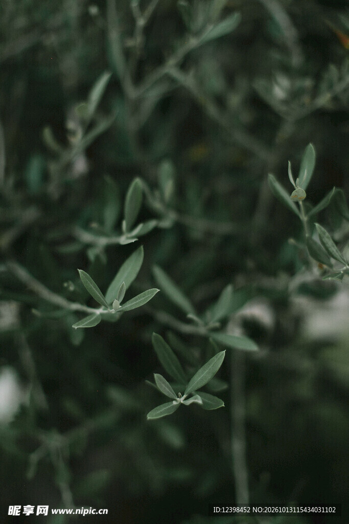 绿植枝叶