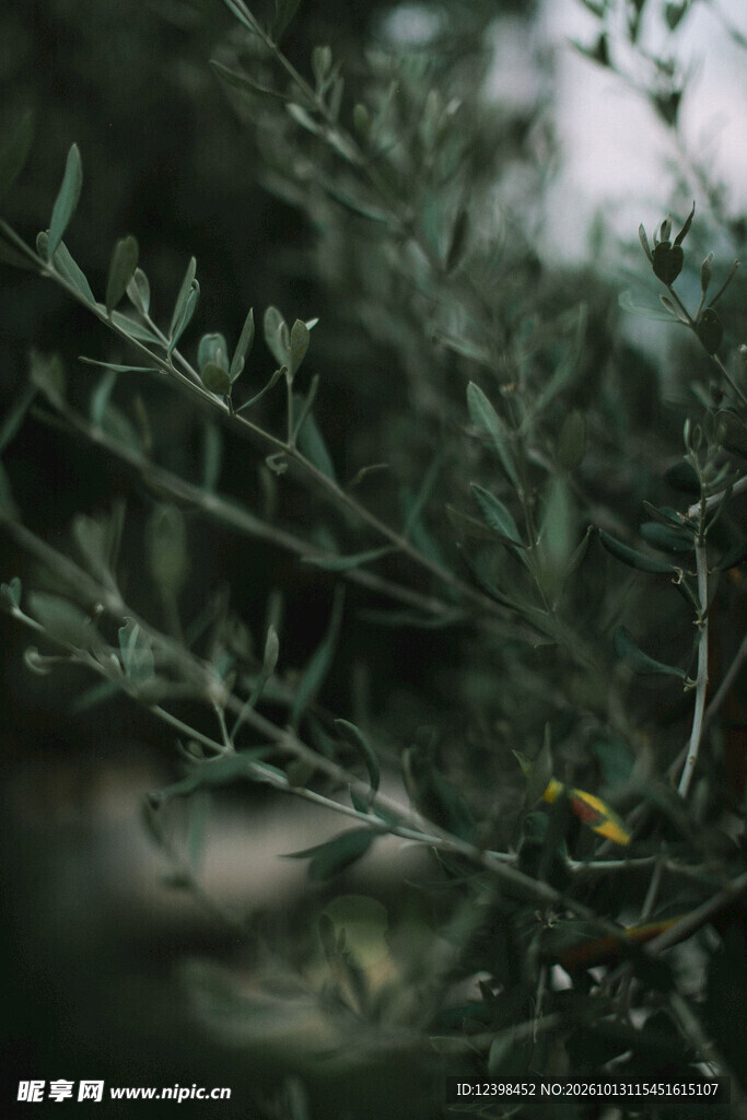 绿植枝叶