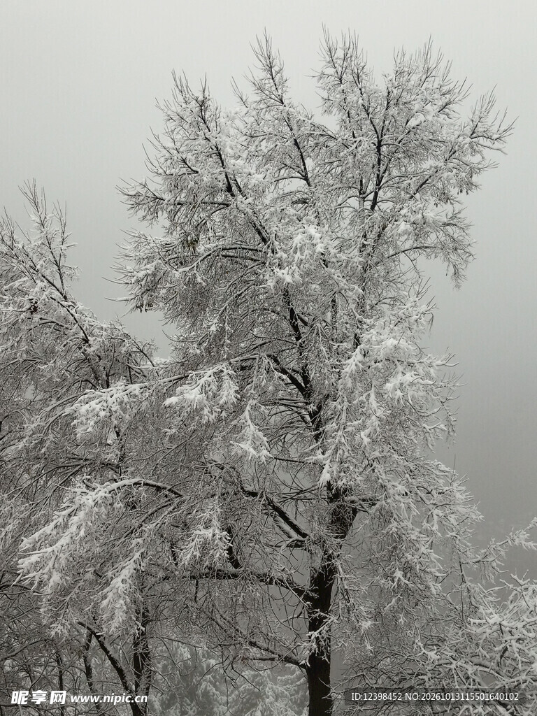 积雪松树