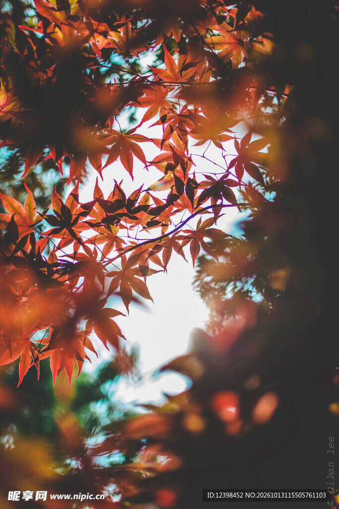 冰晶纹理