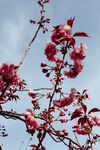 红樱花枝