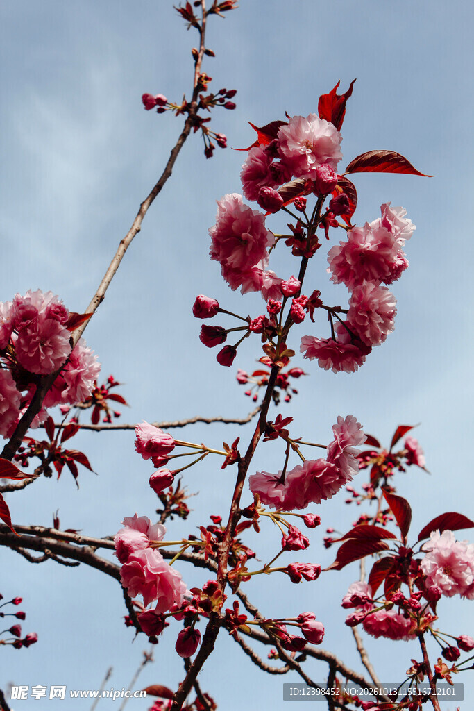红樱花枝
