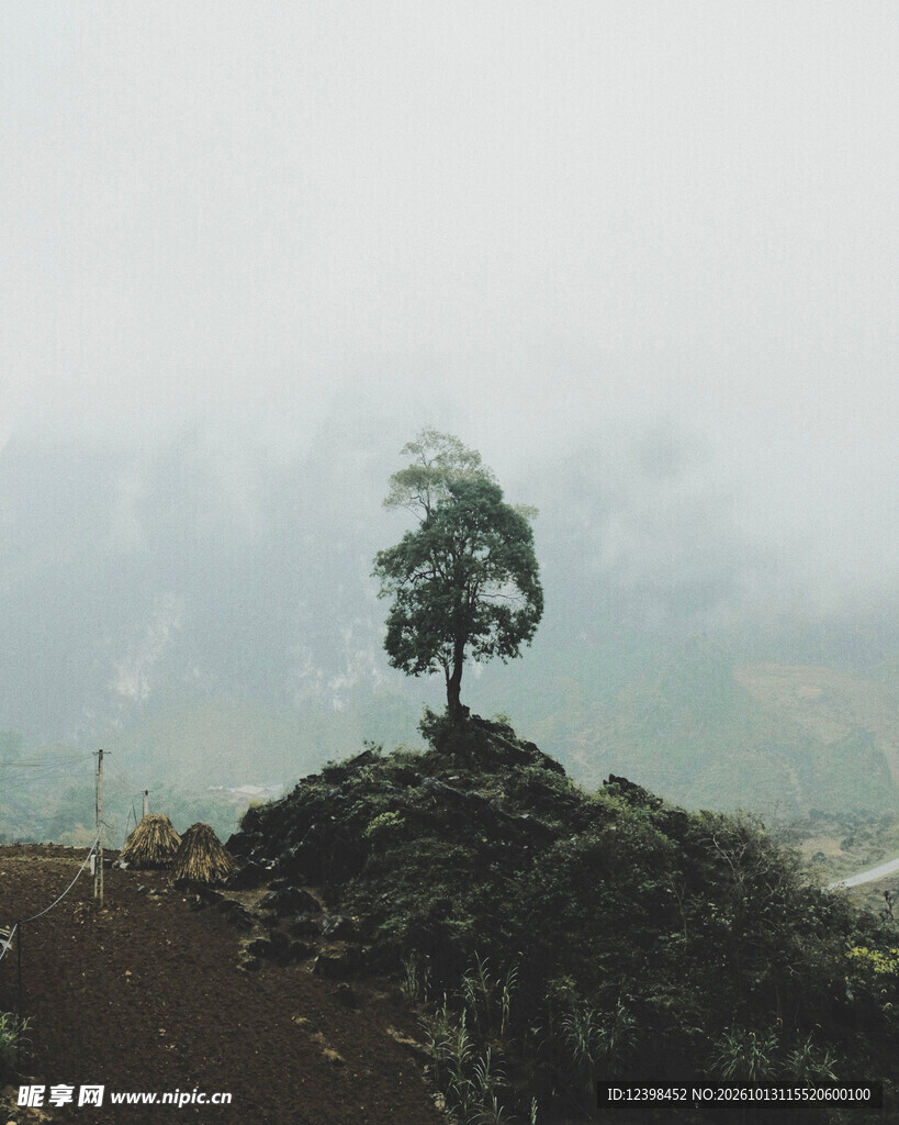 山顶孤树