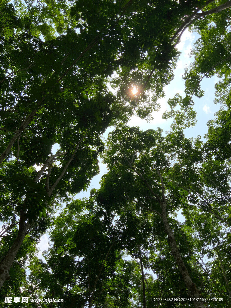 叶隙阳光