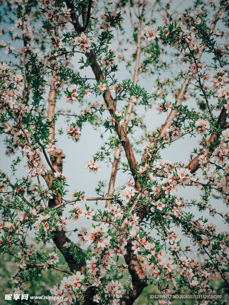 花树繁花