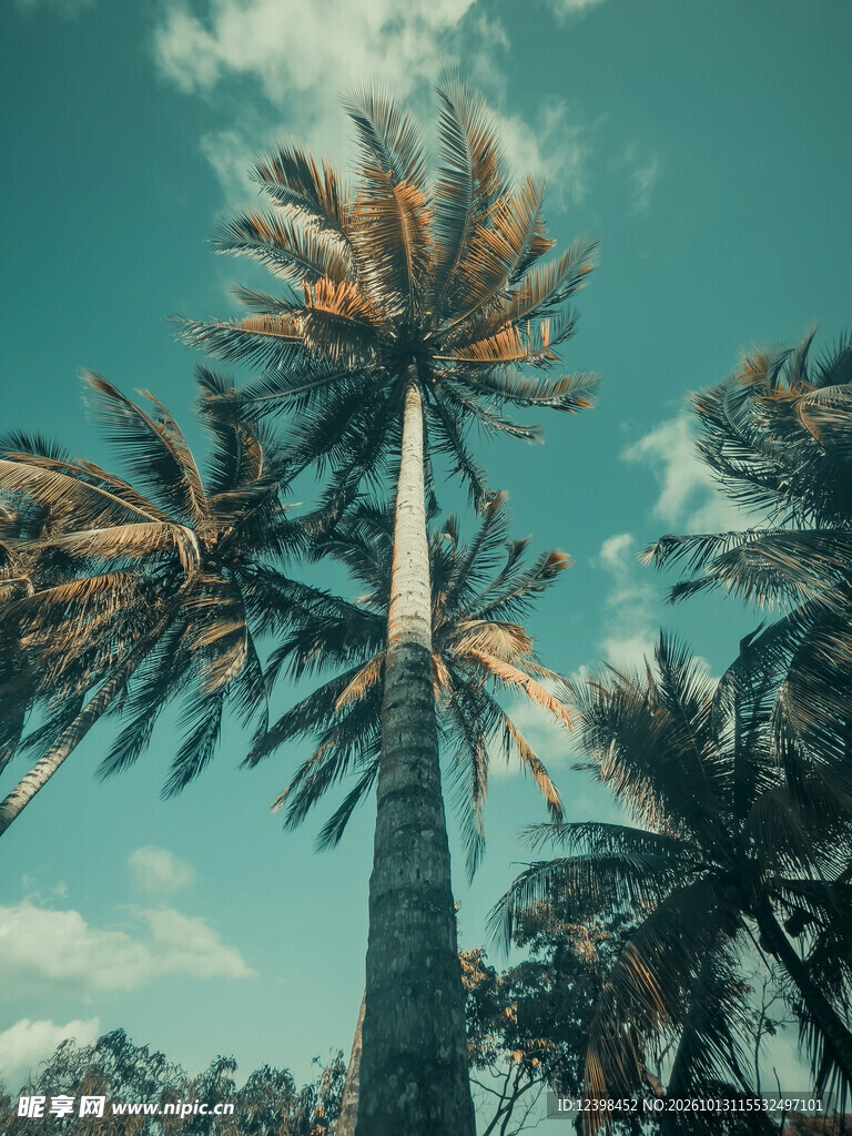棕榈树