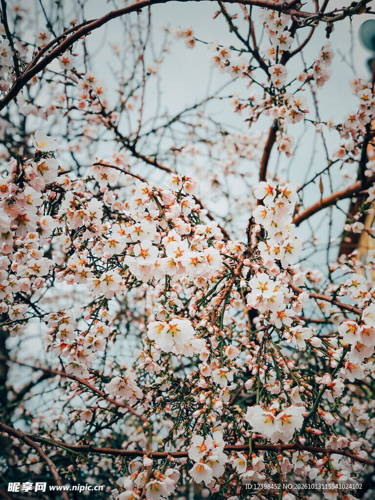 繁花满枝