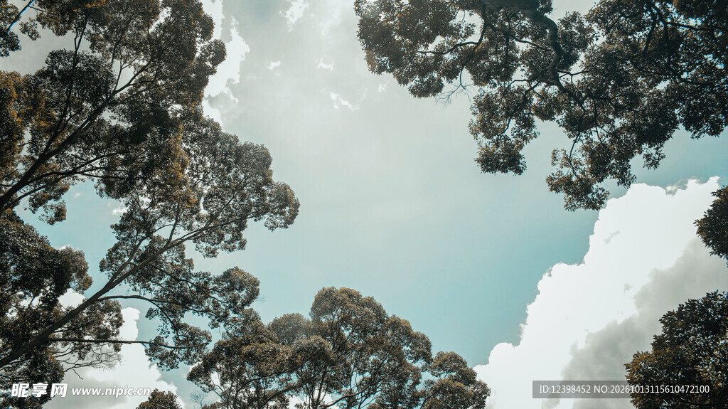 树间云天
