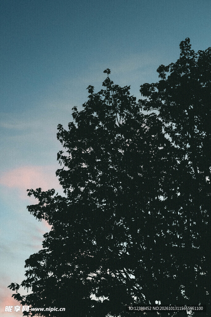 树影天空