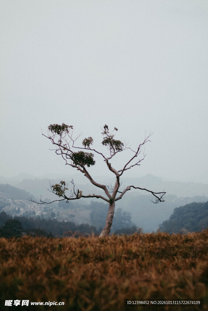 孤树远山