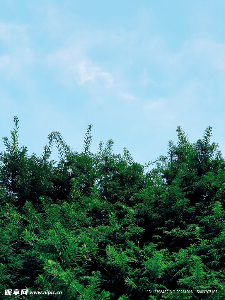 翠绿树林