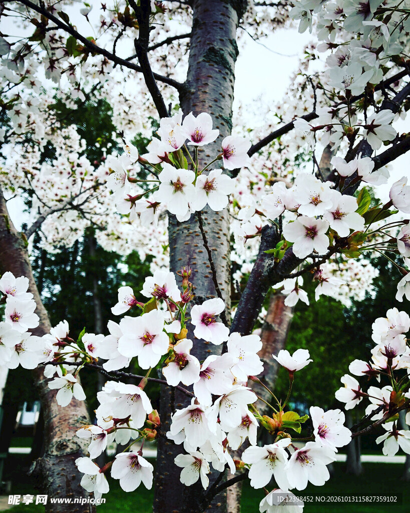 白樱花