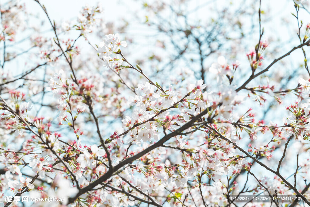 朦胧花枝