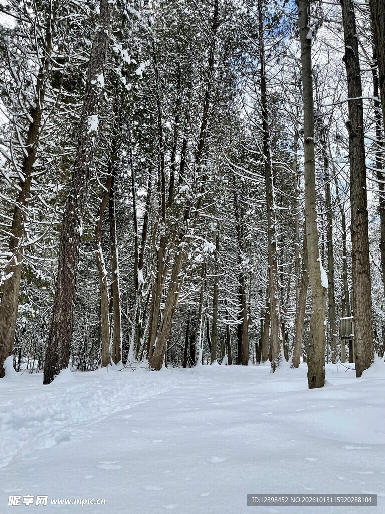 雪地松林