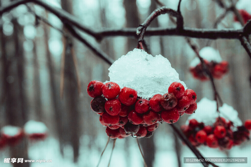 雪压红果