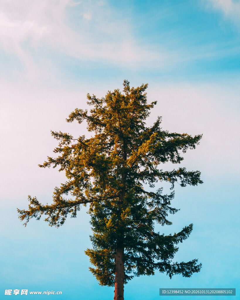 孤松