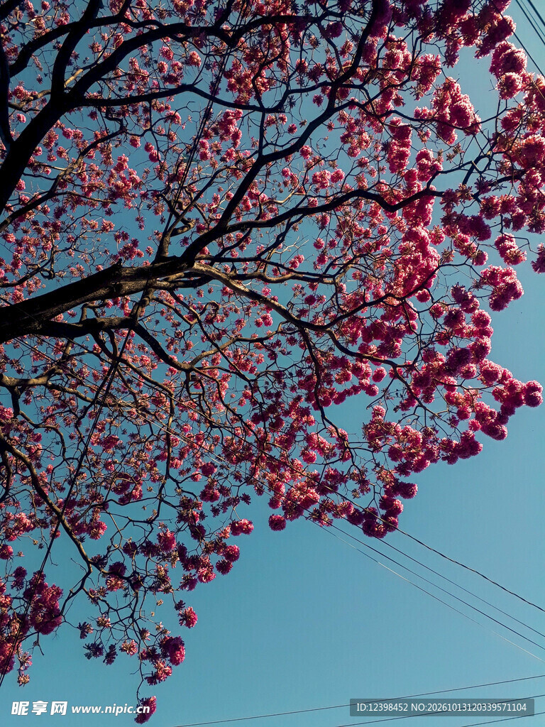 春日繁花