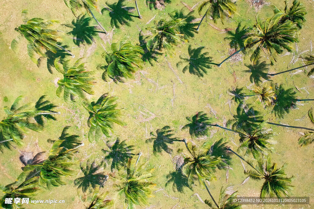 高空椰林