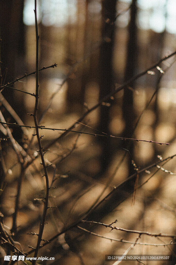 林间枯枝