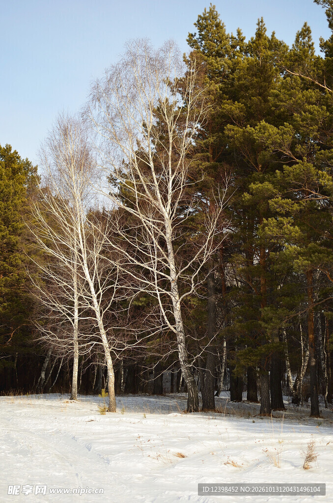 雪后树林