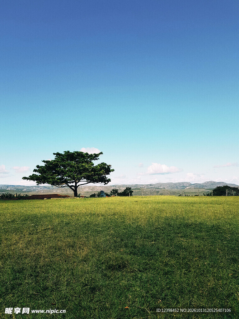 旷野孤树