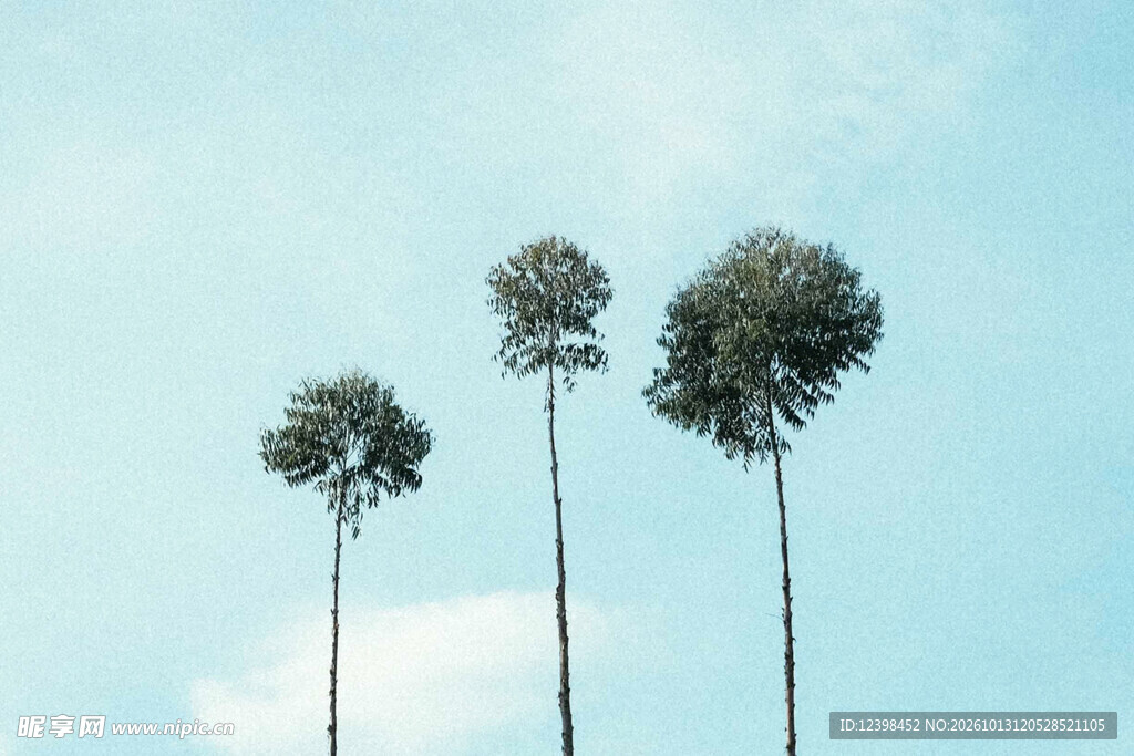 三棵高树