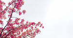 红花留白