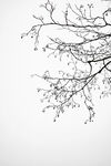 树枝线稿