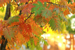 秋日红枫