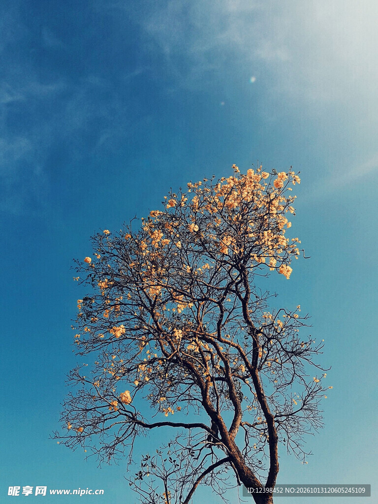 秋柿树