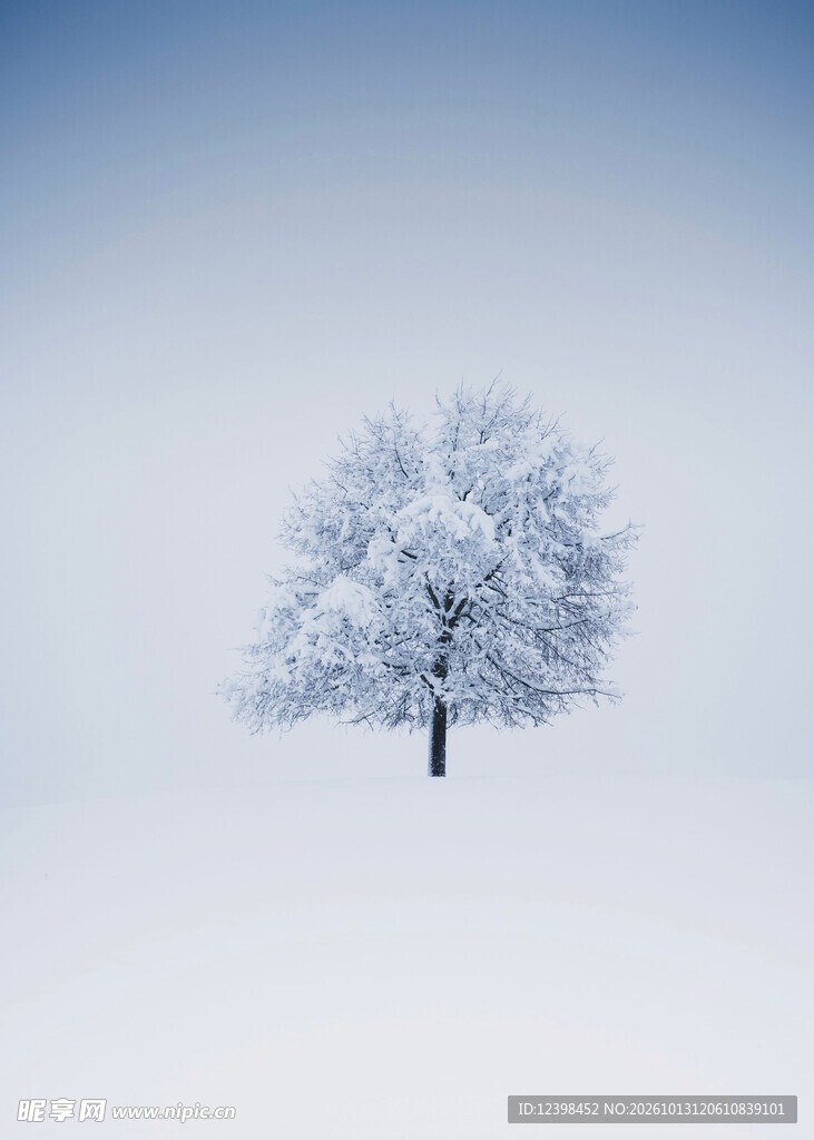 雪原孤树