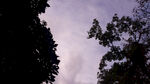 树木天空