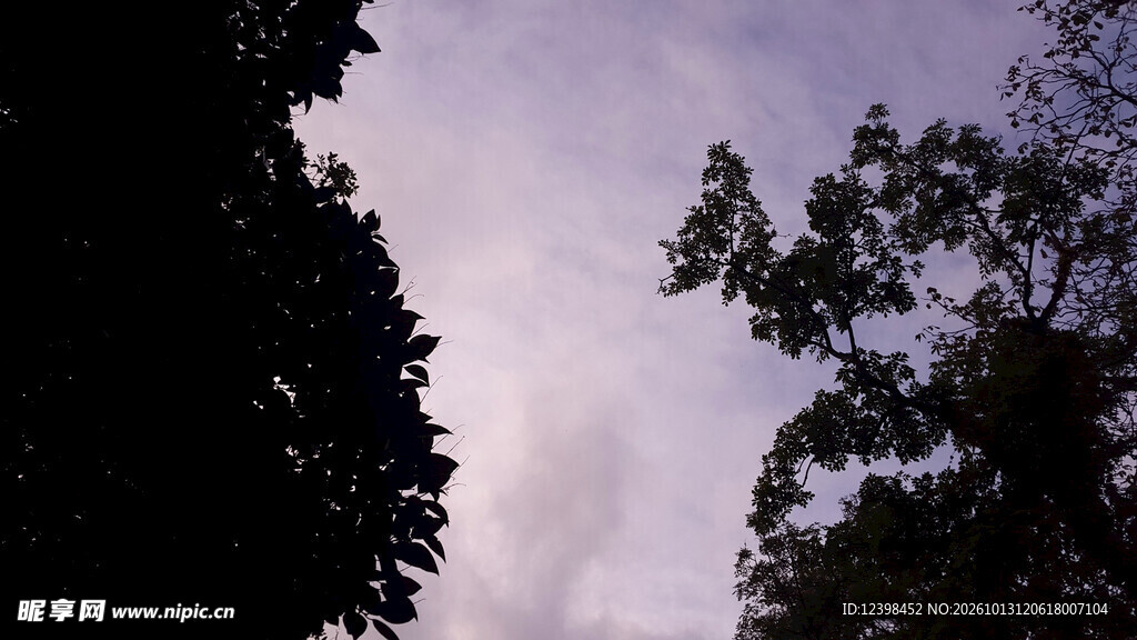 树木天空