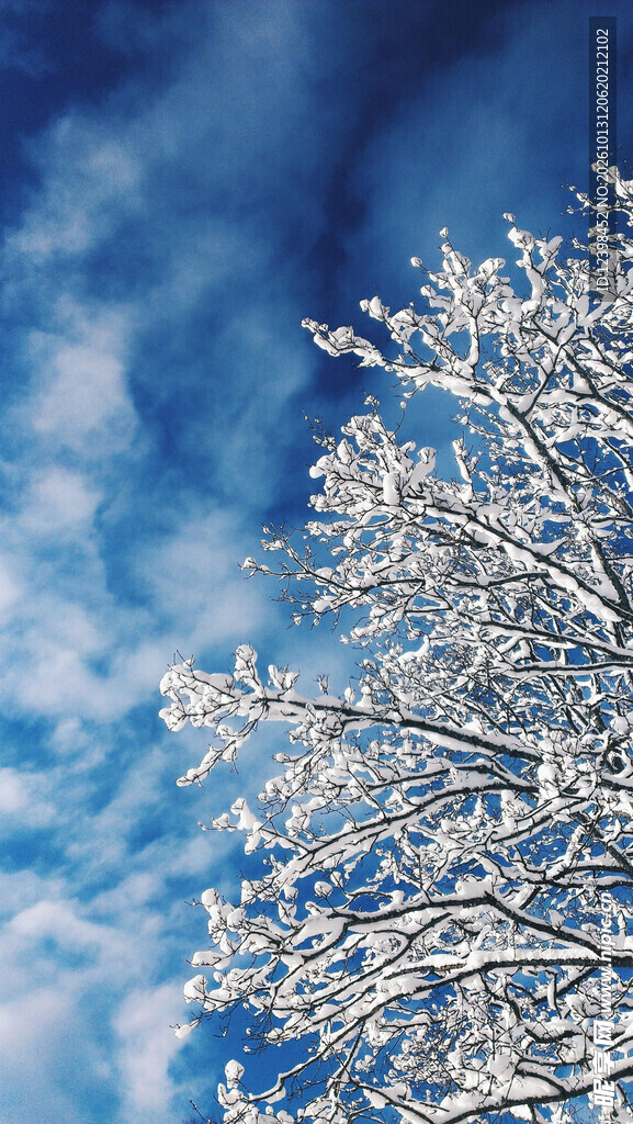 雪挂树枝